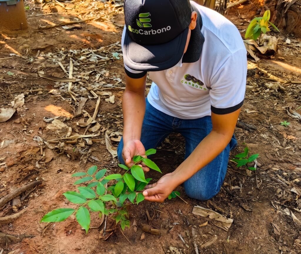 monitoreo de plantaciones en madre de Dios